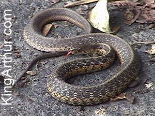 eastern ribbon snake