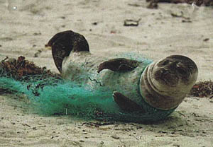 Seal caught in a fishing net